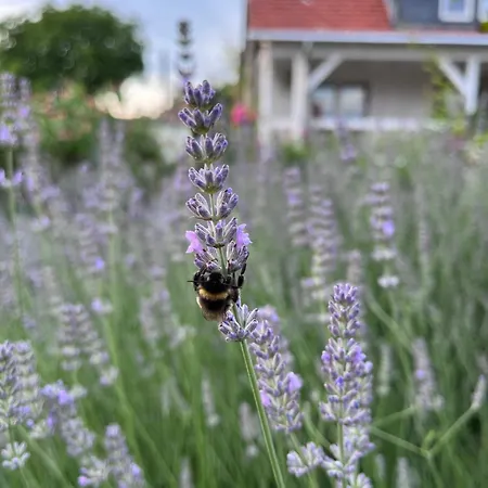 Apartmán Spindler Hof Harz *