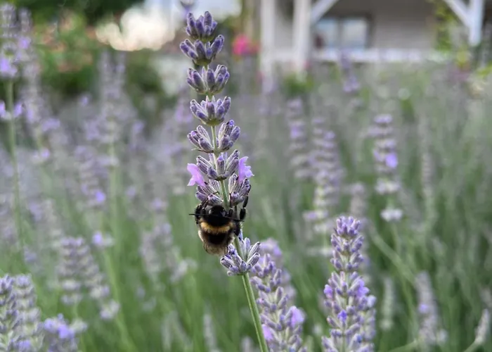 Apartment Spindler Hof Harz *